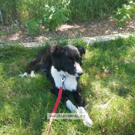 Photo de chien perdu à Toulouse