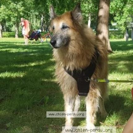 Photo 1/1 Chien retrouvé Perdu à Groffliers