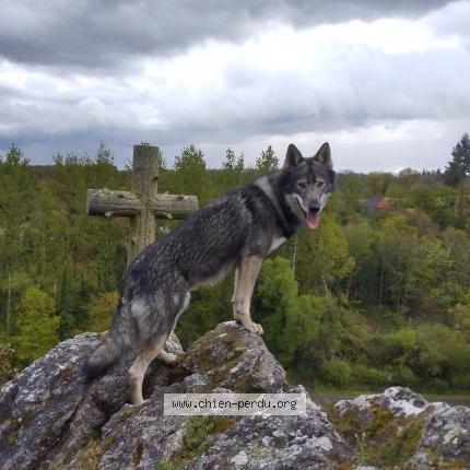 Photo 1/1 Chien retrouvé Perdu à Pont scorff