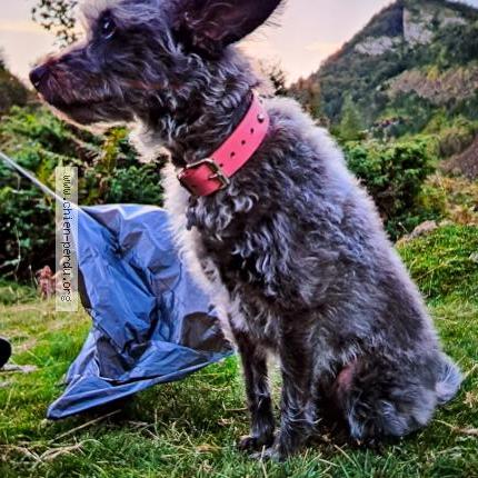 Photo de chien perdu à Portet Sur Garonne