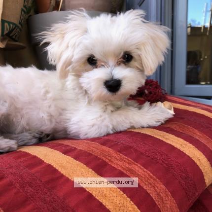 Photo 1/1 Chien retrouvé Perdu à Sollies pont