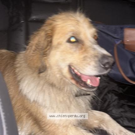 Photo de chien trouvé à Casteljaloux