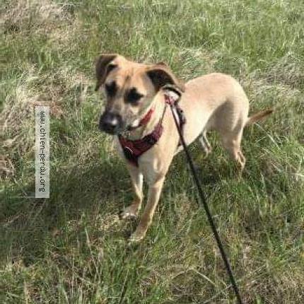 Photo de chien perdu à Ludres