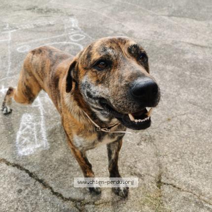 Photo de chien trouvé à Trebas