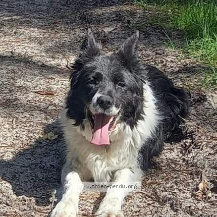 Photo de chien perdu à Pompiey