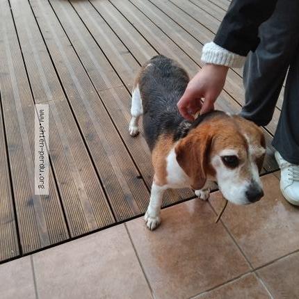 Photo 1/1 Chien retrouvé Trouvé à Blanquefort