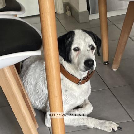 Photo 1/1 Chien retrouvé Perdu à Seysses