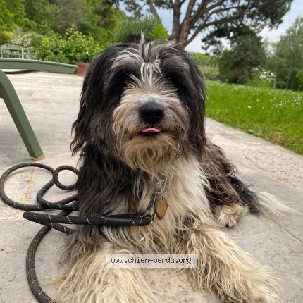 Photo 1/1 Chien retrouvé Trouvé à La grange du bois brevieres