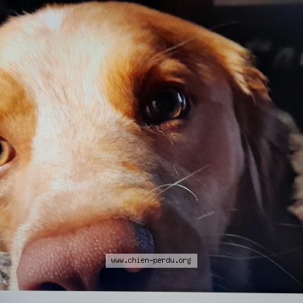 Photo de chien perdu à Alissas