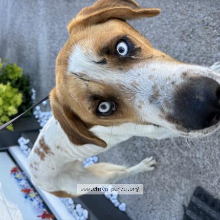 Photo de chien trouvé à Les Milles