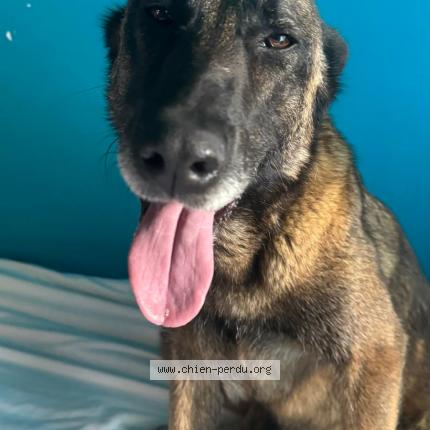 Photo de chien trouvé à Penvenan