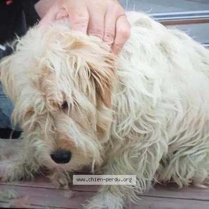 Photo de chien perdu à Lachapelle St Pierre