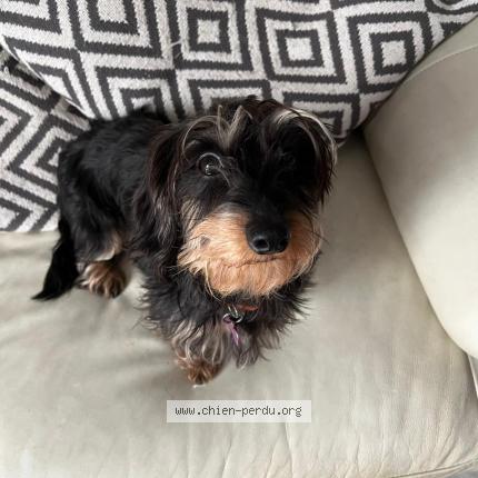 Photo de chien perdu à Vilaines Sur Seine