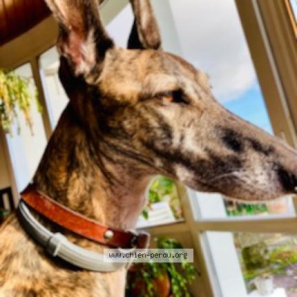 Photo 1/1 Chien retrouvé Perdu à Lege cap ferret