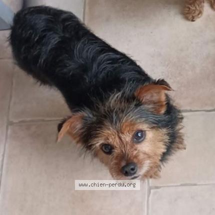 Photo de chien perdu à Pre En Pail