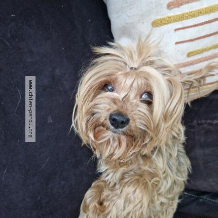 Photo 1/1 Chien retrouvé Trouvé à Saint jory