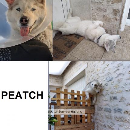 Photo de chien perdu à Vitry Sur Seine