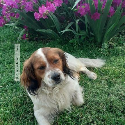 Photo de chien perdu à Urrugne