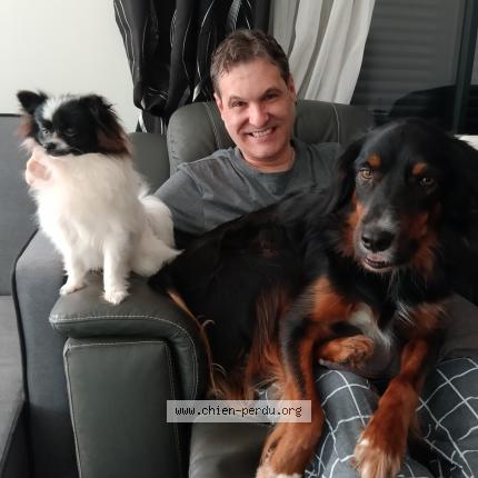 Photo 1/1 Chien retrouvé Perdu à Servaville salmonville