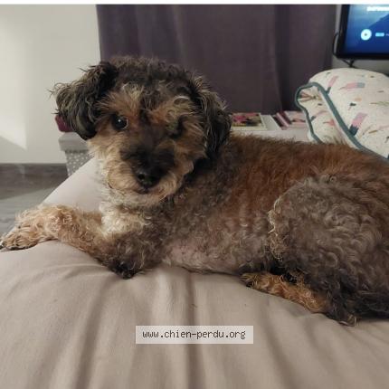 Photo de chien perdu à Bayonne