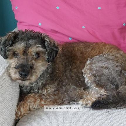 Photo 2/2 Chien retrouvé Perdu à Bayonne