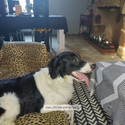 Photo 1/1 Chien retrouvé Perdu à Concressault