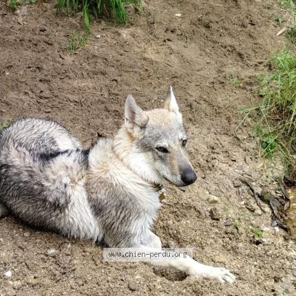 Photo 1/1 Chien retrouvé Perdu à Pollestres