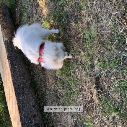 Photo 1/1 Chien retrouvé Trouvé à Amplepuis