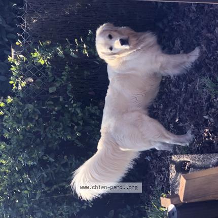 Photo 1/1 Chien retrouvé Perdu à Camoel