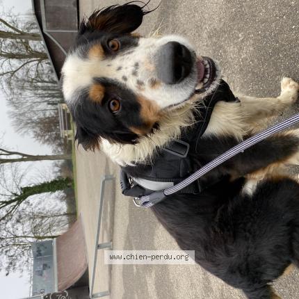 Photo de chien perdu à Bressols