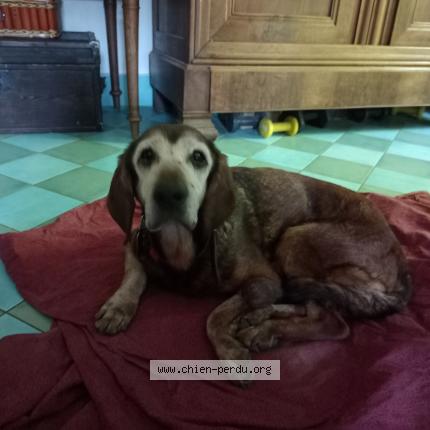 Photo de chien trouvé à Laize