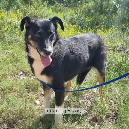 Photo de chien perdu à Venelles