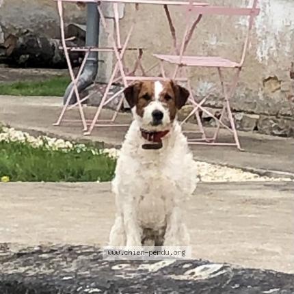 Photo de chien perdu à Mereau