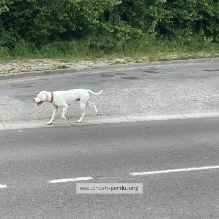 Photo 1/1 Chien retrouvé Trouvé à Rosny sur seine