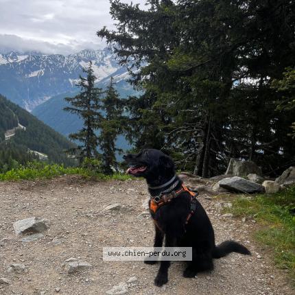 Photo de chien perdu à Revel Tourdan