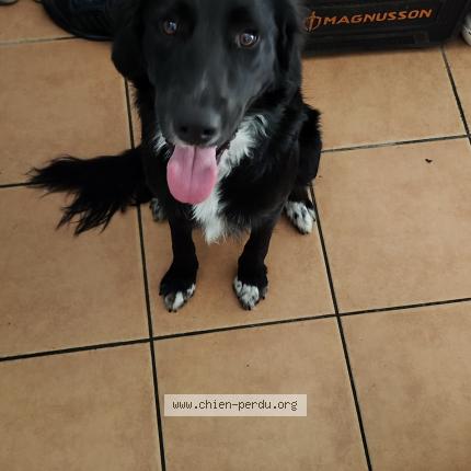 Photo 1/1 Chien retrouvé Perdu à Laluque