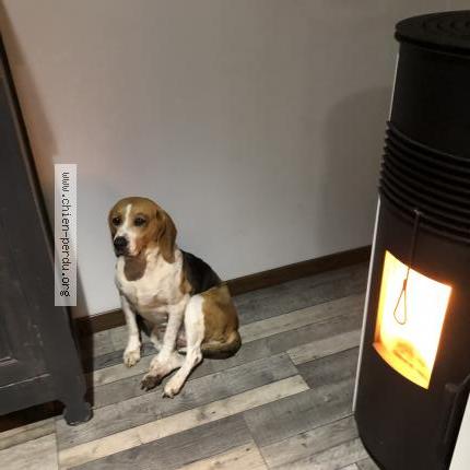 Photo de chien perdu à Grezac