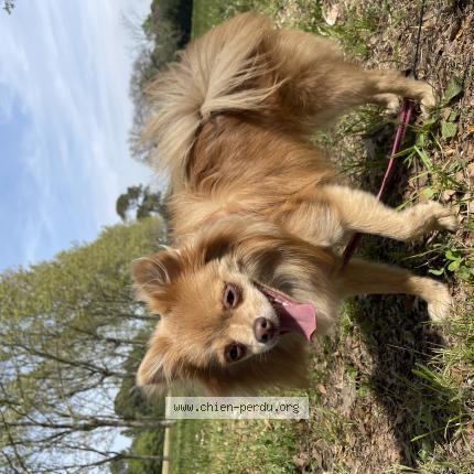 Photo 1/1 Chien retrouvé Perdu à Montpellier