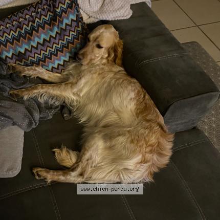 Photo de chien perdu à Commensacq