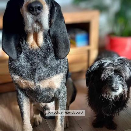 Photo 1/1 Chien retrouvé Perdu à St etienne albagnan