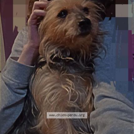 Photo de chien perdu à Longpont Sur Orge