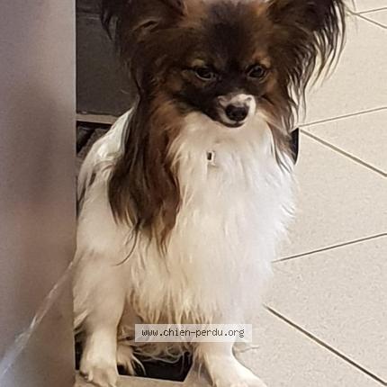 Photo de chien perdu à Brie Comte Robert