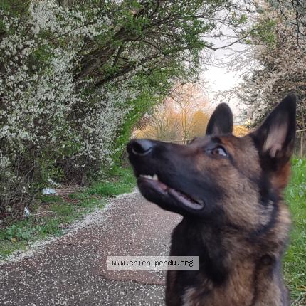 Photo 1/1 Chien retrouvé Perdu à Vitry sur seine