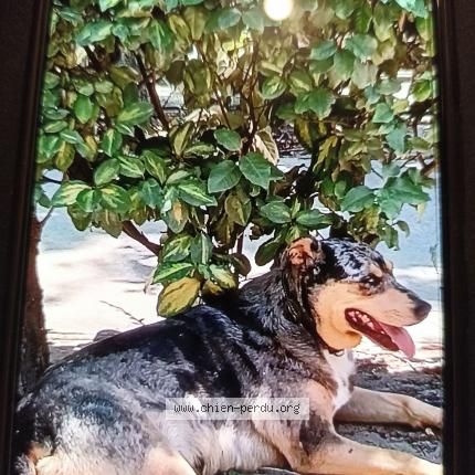 Photo 1/1 Chien retrouvé Perdu à Marandeuil