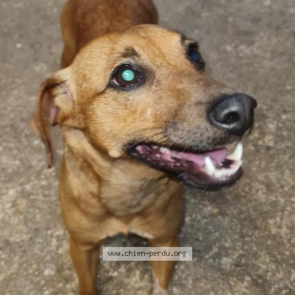 Photo 1/1 Chien retrouvé Trouvé à Asnieres la giraud