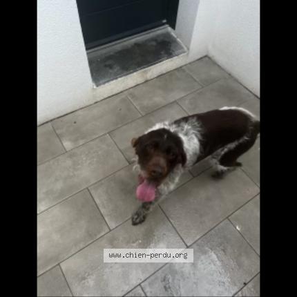 Photo de chien trouvé à Saint Rogatien