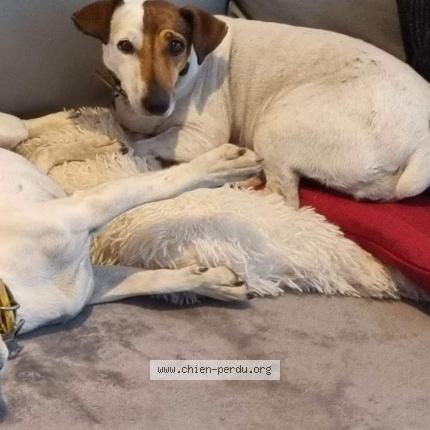 Photo de chien perdu à Bedoin