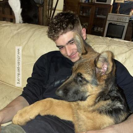 Photo 1/1 Chien retrouvé Perdu à Maureillas las illas