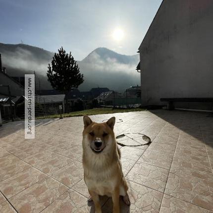 Photo de chien perdu à Blagnac
