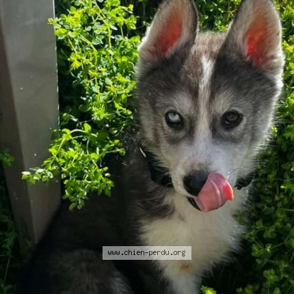Photo 1/1 Chien retrouvé Perdu à La penne sur huveaune